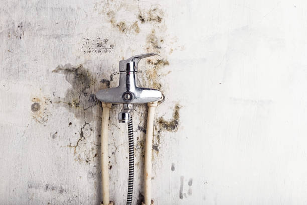 Best Black Mold Removal  in Yadkinville, NC