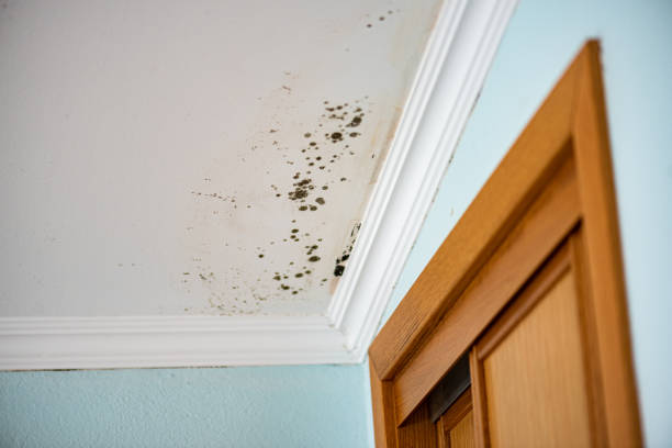 Professional Mold Removal in Yadkinville, NC