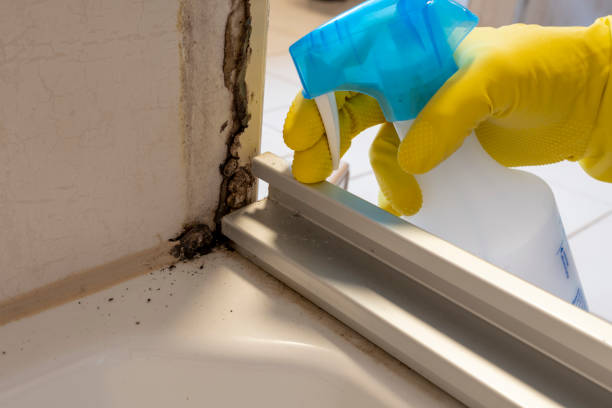 Best Office Mold Removal Services  in Yadkinville, NC