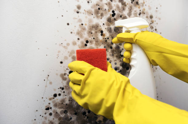 Best Mold Remediation  in Yadkinville, NC