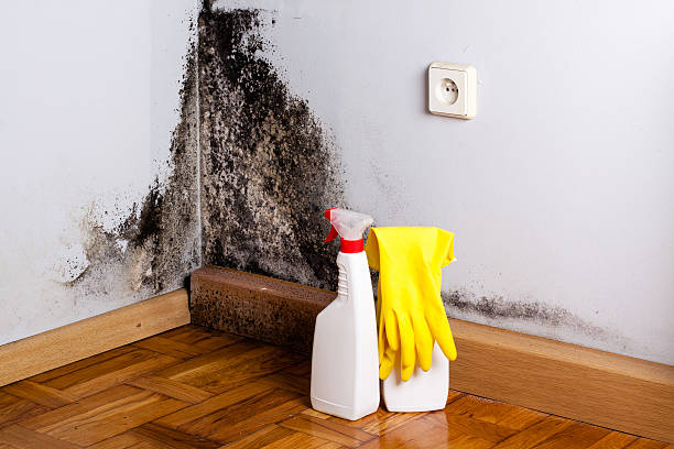 Best Professional Mold Removal  in Yadkinville, NC
